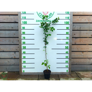 Hrab obyčajný (Carpinus betulus) - výška 30-90 cm, kont. C2L